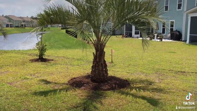 Jelly Palms смотреть онлайн