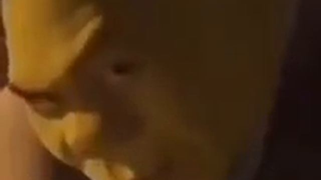 Шрек смотрит в камеру под рок мем смотреть онлайн