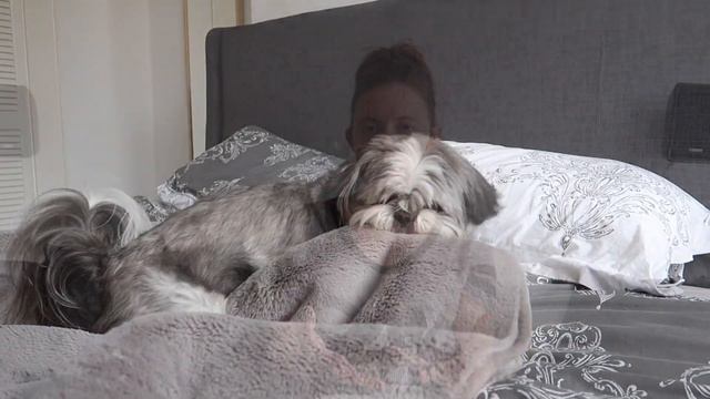 A Shih Tzu Life Trailer смотреть онлайн