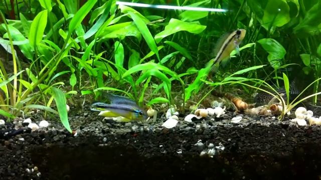 A trio of Apistogramma agassizii "Tefe pearl blue" смотреть онлайн