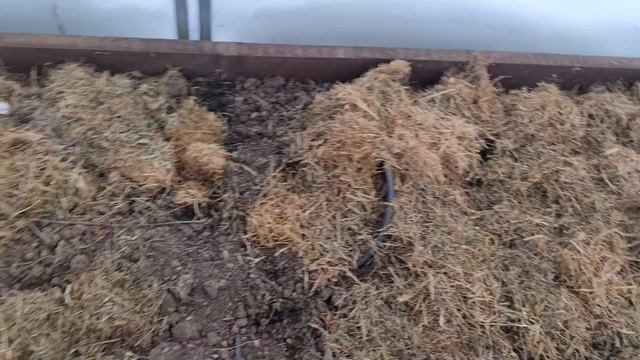 ШОК! Оставила РОЗУ в ГОРШКЕ БЕЗ УКРЫТИЯ ! Как зимуют ХРИЗАНТЕМЫ и ЛУКОВИЧНЫЕ в ПАРНИКЕ смотреть онлайн