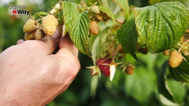 МАЛИНА ЗАСЫПЛЕТ ВАС ЯГОДАМИ С НОГ ДО ГОЛОВЫ, если весной насыпать это прямо под куст! смотреть онлайн