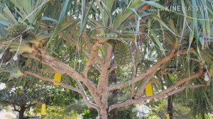 Пляж национального парка Сиринат Май Као о. Пхукет