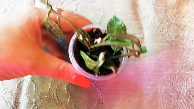 Цветёт хойя Carnosa Motoskei и Новинки хой смотреть онлайн