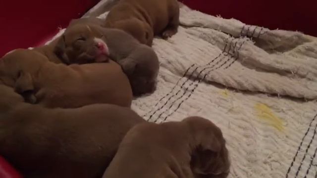 Puppies American Bully - АВМКС AL CAPONE - АВМКС BELLA смотреть онлайн