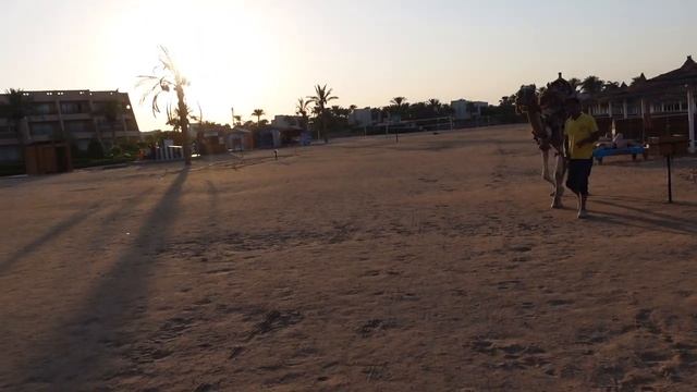 ВЕРБЛЮД ГУЛЯЕТ ПО ПЛЯЖУ В ЕГИПТЕ смотреть онлайн