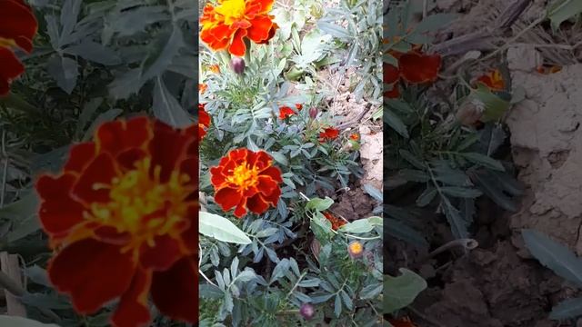 Бархатцы...Узбекистан смотреть онлайн