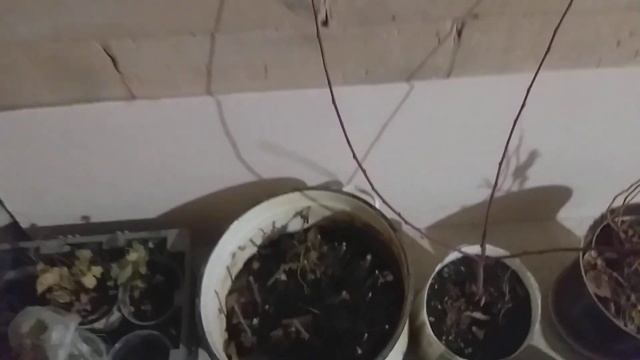 Как перезимовал мой виноград выращенный с косточек. Эксперимент продолжается. 23 марта 2021. смотреть онлайн