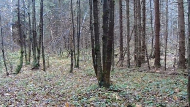 День охоты. 27.10.2018 смотреть онлайн
