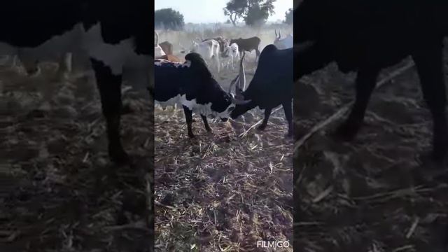 karta nafadji dabo Mahamadou sambake 2019 смотреть онлайн
