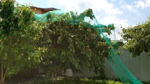 Установка Сетки от птиц на дерево черешни