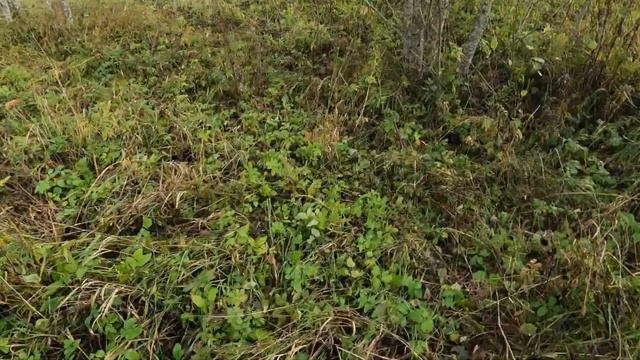 Металлокоп/Металлокоп на МТС/Находим металлолом с мамой у гаражей, где ремонтировалась техника СССР смотреть онлайн