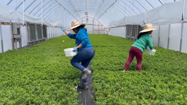 How To Grow Asclepias Tuberosa Free Of Pesticides