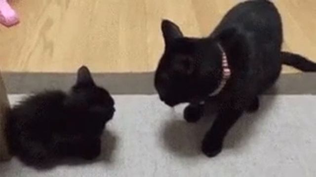 Вот как надо ругать своих детей🐈 смотреть онлайн