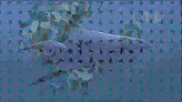 Sarcosuchus vs Megalodon смотреть онлайн