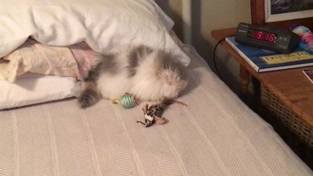 Pippa the minuet (munchkin/Persian) kitten playing on the bed смотреть онлайн