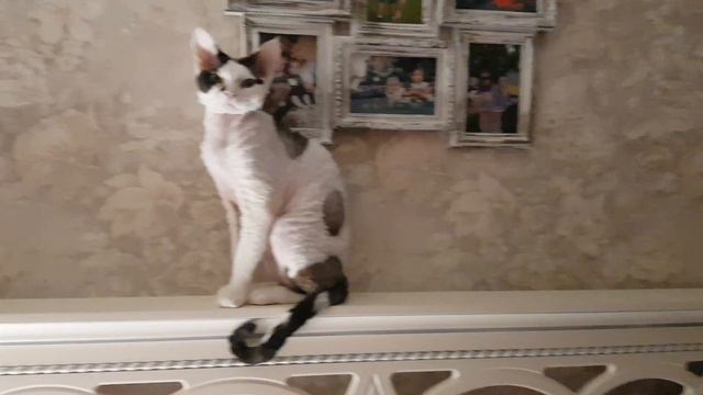 devon rex / девон рекс / #drx #devonrex #девонрекс #видео смотреть онлайн