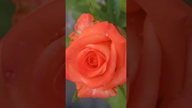 Shanthi's gardening flowers 🌹|beautiful orange rose | Subscribe | Like | Share | Rose With Plants. смотреть онлайн