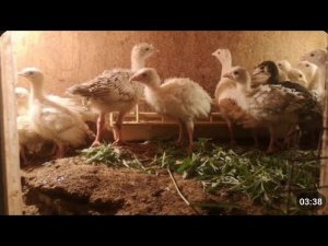 Индюшата и ПОЛЫНЬ в корм