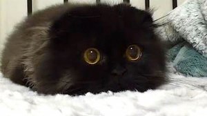 Самые смешные животные _ Приколы с котами и собаками 2022 _ LA #104 (720p)