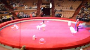 Dalmatians and Samoyeds in the circus. Далматинцы и Самоеды в цирке