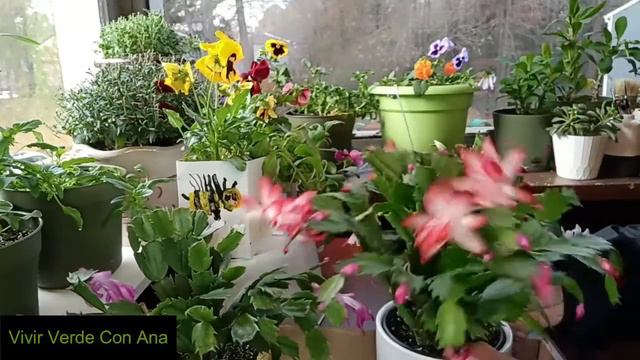 Cactus de Navidad...Una Hermosa Sorpresa 🎉🎁 #CAJITAFELIZPARAMIOPARATI смотреть онлайн