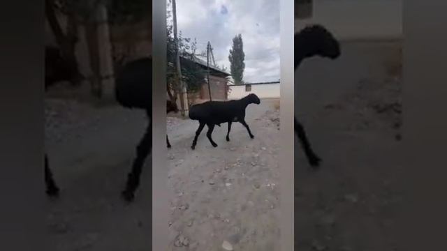 (1424) на Продажу линии Шторма 2 зуба Джалабад +996550050099 смотреть онлайн