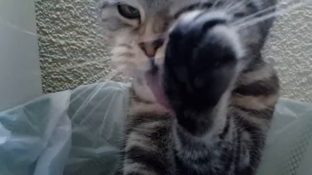 Scottish fold Slow Motion смотреть онлайн