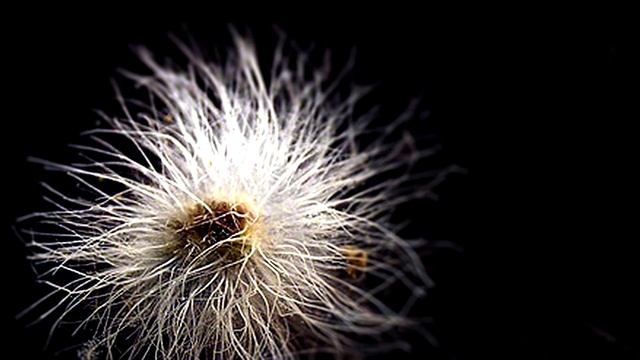 Что такое Споры?