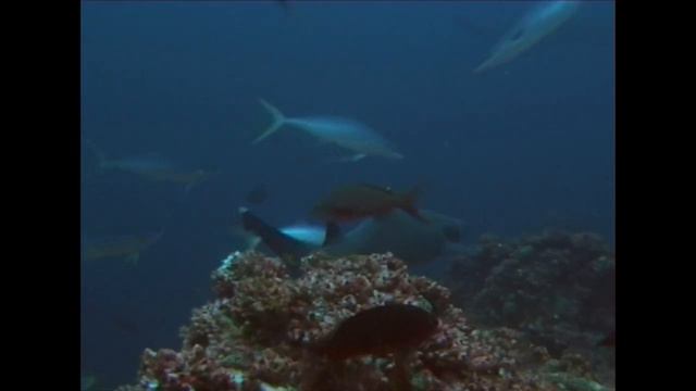 Гигантские скаты опасны для человека? смотреть онлайн