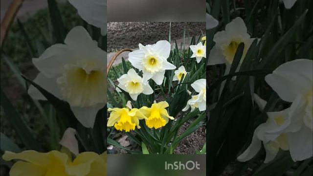 Нарциссы- разнообразны и великолепны смотреть онлайн
