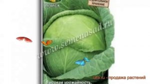 Капуста белокочанная Колобок F1 (kolobok f1) ? обзор: как сажать, семена капусты Колобок F1