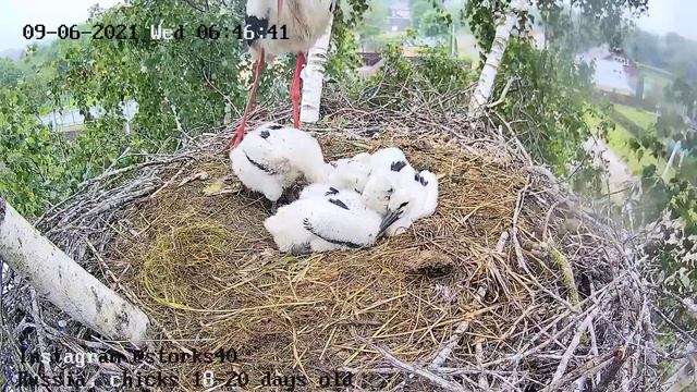 Пропал аппетит или не проснулись? смотреть онлайн