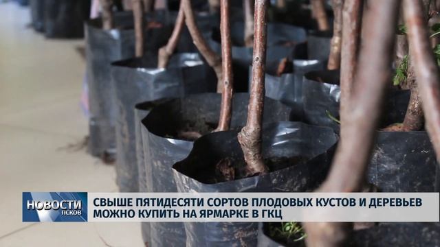 Новости Псков 05.09.2019 / Плодовые кусты и деревья можно купить на ярмарке в ГКЦ смотреть онлайн