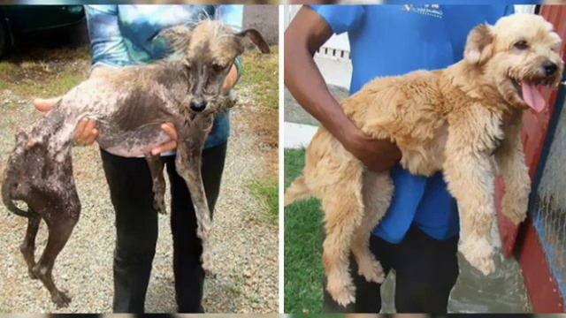 Спасенные животные часть1 смотреть онлайн