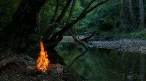 Как размножить березу черенками?