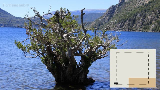 Serie Árboles Nativos De Argentina - Pitra (Myrceugenia Exsucca) - Capítulo 14