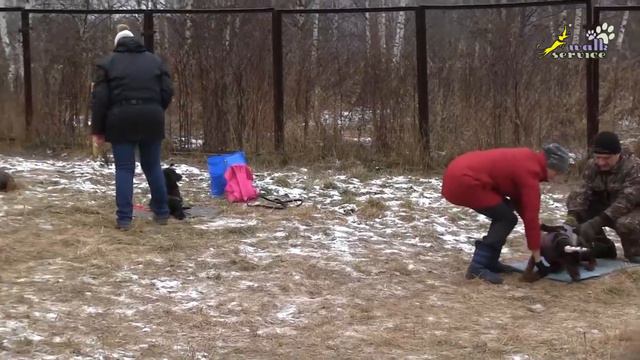 Дрессировка человека, слово и дело, борьба с установкой не подкреплять команду, психология смотреть онлайн