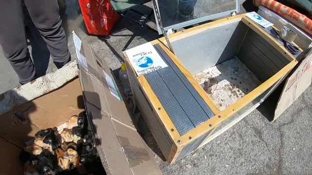 Ярмарка голубей и декоративной птицы. Беляевка. Одесская область. Кролики. Нутрии. Голуби. #зоотроп