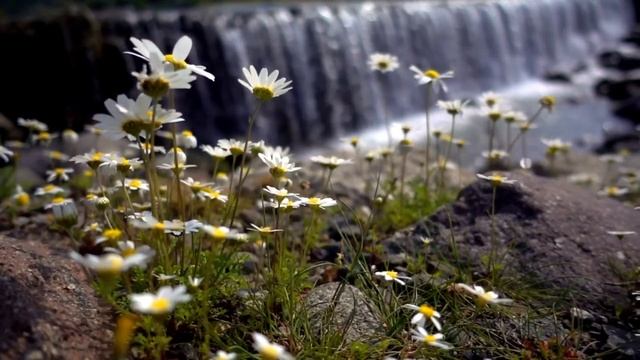 Ирмоса канона Пасхи. Игорь Сахно смотреть онлайн