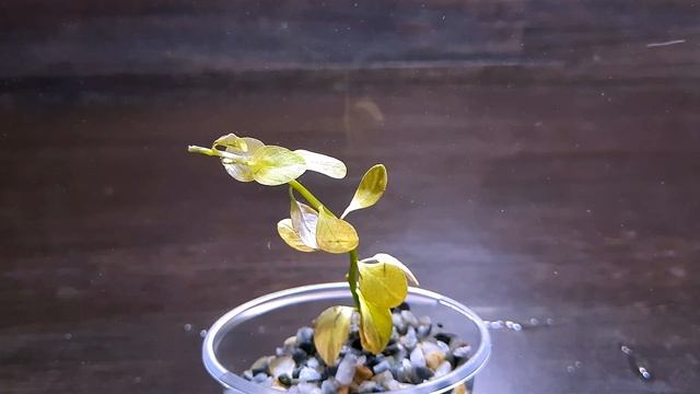 ЛЮДВИГИЯ МАРИЛИЯ (Ludwigia Marilia ) смотреть онлайн