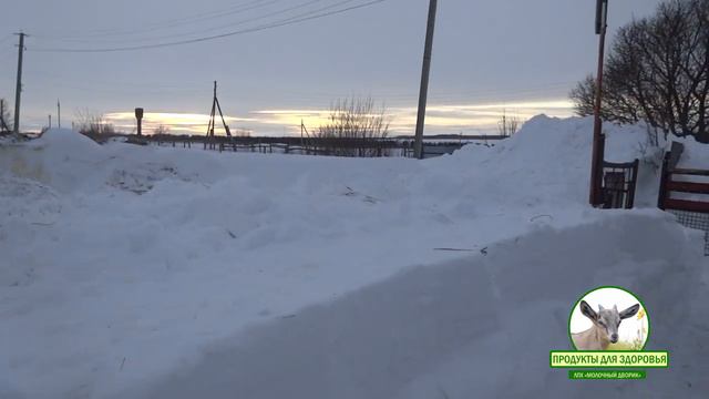 Пополнение от коз Гайки, Вари и Матрёны Прогулка 17 02 2019 смотреть онлайн