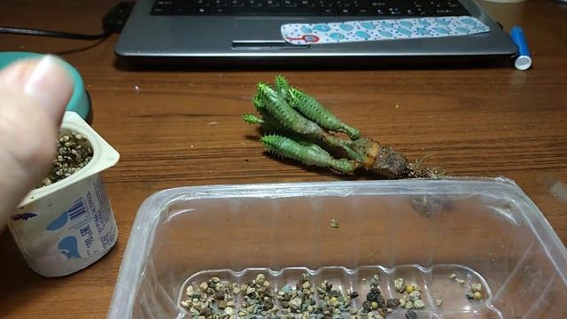 эуфорбия #глобосса #обесса, пересадка спустя год #комнатныецветы #цветы #эуфорбия смотреть онлайн