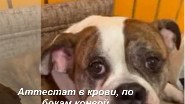 Кавер на песню Атестат в крови поёт Инга#кавер смотреть онлайн