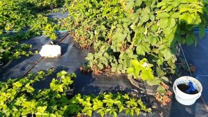 ВСЕ СОРТА ЕЖЕВИКА на моем участке  обзор