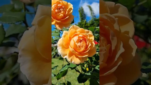 Rosa Crown Princess Margareta,neatly arranged rosettes with a strong fruity fragrance смотреть онлайн