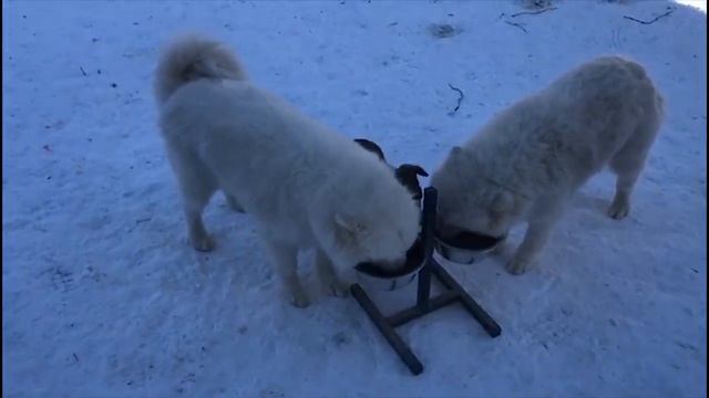 Новости от Жучки и щенков смотреть онлайн