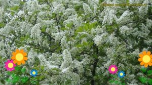 Черемуха обыкновенная. Краткий обзор, описание характеристик, где купить крупномеры, саженцы