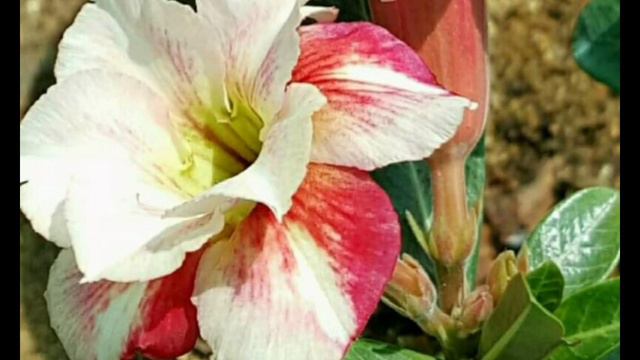 Adenium Ross Verities Collection