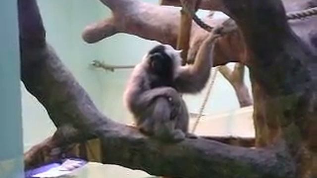 MOV00420.AVI 27.09.2012 Ижевск зоопарк смотреть онлайн